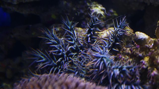 A close up shot of a crown of throns starfish inside an aquarium.