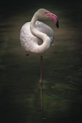 Wildlife portraiture close up view of pink flamingo with long legs