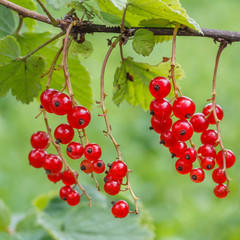 Bright currant berries