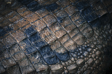  Wildlife macro close up view of textured crocodile rough skin surface