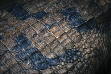  Wildlife macro close up view of textured crocodile rough skin surface