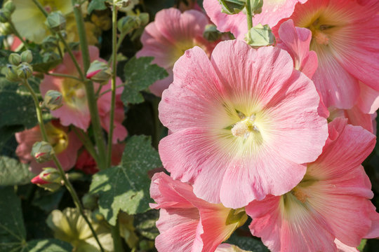 Pink Mallow Blossoms