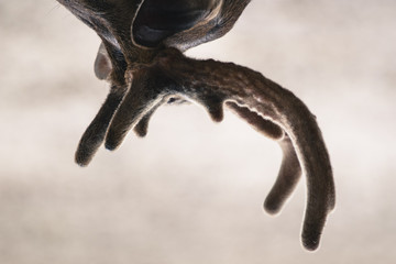 Wildlife portraiture close up view of deer horn shown upside down