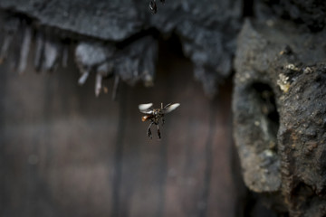 Wildlife portraiture close up view of honey bee flying towards nest