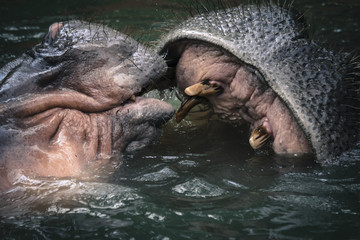 Wild hippopotamus mammal with big fat head seen along rivers in safari 