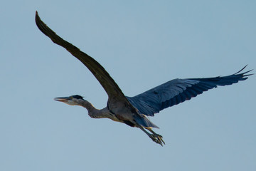 Close view of a great blue heron flying, seen in the wild in North California