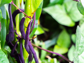 Beans of purple beans. Asparagus beans. Purple beans growing on vines in the garden.