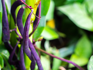 Beans of purple beans. Asparagus beans. Purple beans growing on vines in the garden.