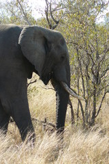 Fototapeta premium Elephants - Kruger