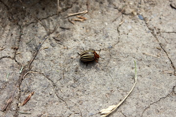 Colorado potato beetle or Leptinotarsa decemlineata or Colorado beetle or Ten-striped spearman or Ten-lined potato beetle or Potato bug walking on dry cracked ground surrounded with dried grass, leave