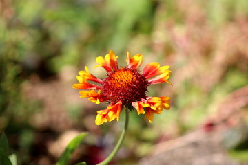 Common gaillardia or Gaillardia aristata or Common blanketflower or Blanketflower or Brown-eyed susan perennial wildflower with yellow to reddish petals and flower head with center full of reddish pur