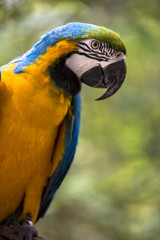 Tropical exotic macaw parrot bird with bright vivid colorful feathers