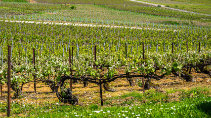 Fototapeta na wymiar Young light green leaves of champagne vineyard near famous Hautvillers town, Marne, France
