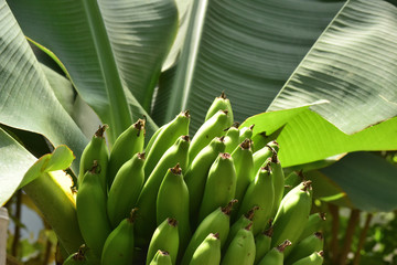 サンジャクバナナ