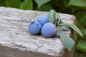 Purple Plums on the rustic wooden background in garden. Copy space. Summer or Autumn Harvest Fruits.