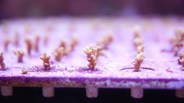 A close up shot of a crown of throns starfish inside an aquarium.
