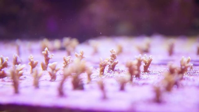 A close up shot of a crown of throns starfish inside an aquarium.