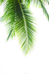 Detail of coconut trees leaf isolated on white background