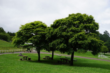 公園　芝生　木　ハイキング　ピクニック　初夏　木陰　一休み　ベンチ