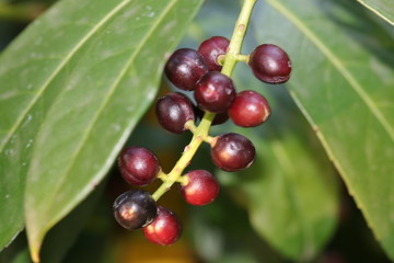 Detailaufnahme von Früchten der Naturheilpflanze Kirschlorbeer