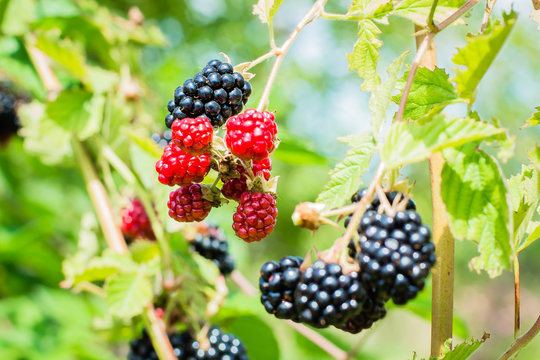 Summer Harvest Berry Concept. Ripe and unripe blackberries on the bush. Selective focus.