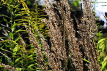 Dry yellow ears and gress in a cloudy autumn day