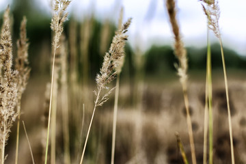 Dry yellow ears and gress in a cloudy autumn day