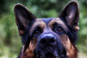 Muzzle of a Dog German Shepherd. Attention on the eyes