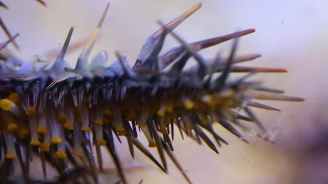 A close up shot of a crown of throns starfish inside an aquarium.
