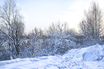 Fototapeta na wymiar Snow covered tress in a winter