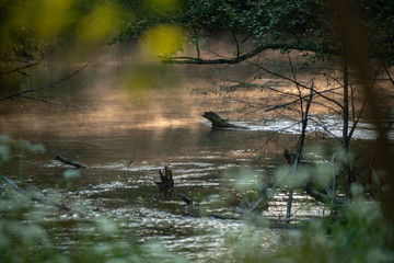 forests of Valdai. Ecological Russia