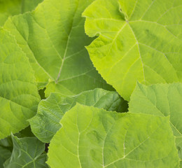 bright green leaves with a texture macro