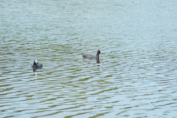 Valdai. Ecological trails of Russia. Lake Valdai