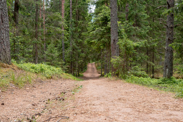 relic forests of Valdai. Ecological path