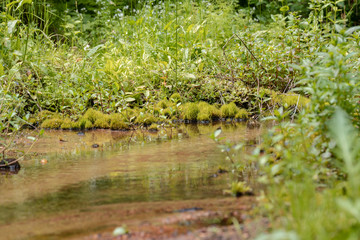 relic forests of Valdai. Ecological path