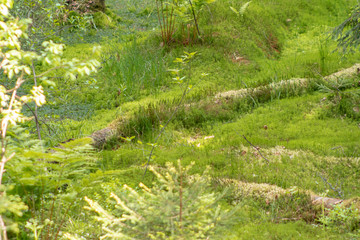 relict swamps of the Valdai. Ecological path