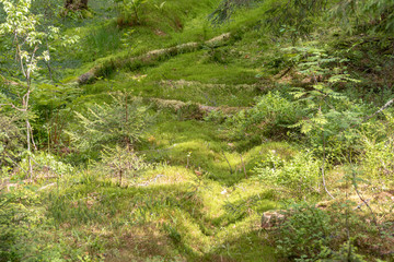 relict swamps of the Valdai. Ecological path