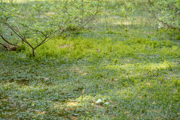 relict swamps of the Valdai. Ecological path