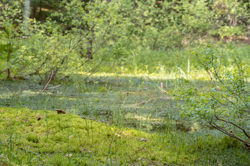 relict swamps of the Valdai. Ecological path