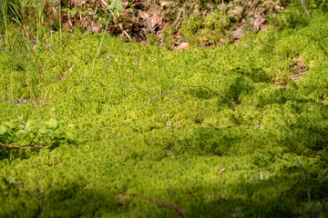 relict swamps of the Valdai. Ecological path