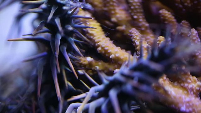 A close up shot of a crown of throns starfish inside an aquarium.