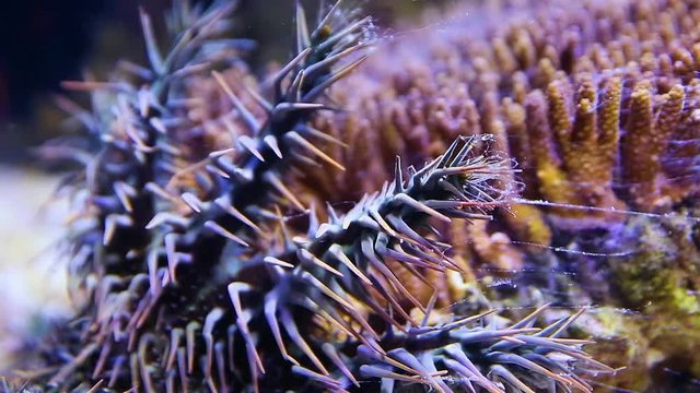 A close up shot of a crown of throns starfish inside an aquarium.