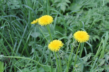 three yellow dandelions among the green field