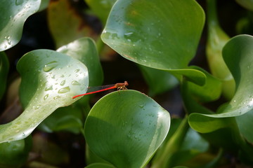 ベニイトトンボ