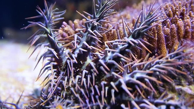 A close up shot of a crown of throns starfish inside an aquarium.
