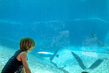 Naklejka premium Sylwetka chłopca patrząc na aeal w akwarium
