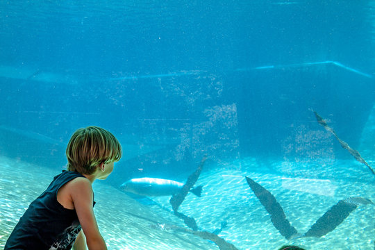 Silhouette of a boy looking at aeal in the aquarium