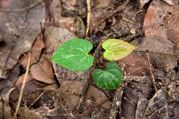 heart shaped tree growing in soil on leaves background.