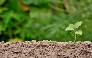 young plant growing in nature