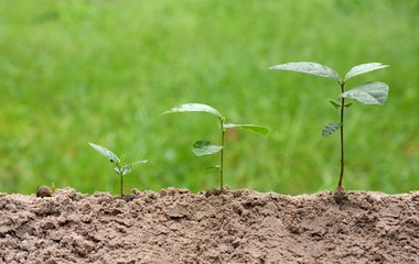 young plants is growing in step on green nature background.